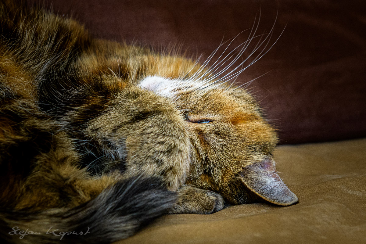 Tierfotografie Starnberg